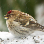 Ptáci v zimě často potřebují pomoc člověka