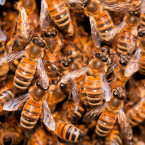 Rojící se včely nejsou nebezpečné