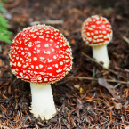 Poznat muchomůrku červenou umí skoro každý, ale co ostatní jedovaté houby?
