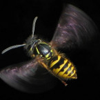 vosa obecná (Vespula vulgaris)