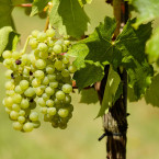 Jedno z posledních vinobraní se odehraje v Měšicích