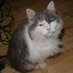 Krásnou kočičku Haničku, která hledá nový domov naleznete v útulku v Tmani u Berouna