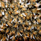 Včelám chutná nejenom med