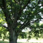 Kozlovický dub je exemplářem dubu letního s obvodem kmene 470 cm