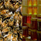 Chlorellu včely milují