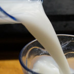 Mléko je potravina hojně doporučovaná. Jak získáváme mléko dnes a jak to bylo kdysi?