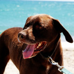 Pokud má pes pas a je zdravý, může s vámi na dovolenou k moři