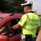 Městská policie v Mladé Boleslavi shání nové posily