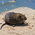 V Praze se vyskytuje hlavně potkan, krysy mnohem méně