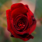 Kytice růží není romantika. Někdy může i naštvat