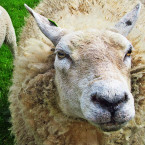 Ovce prý dokonale zastanou práci sekačky