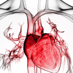 První experimenty s přenosem srdce prováděli lékaři před více než 100 lety