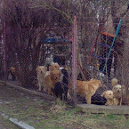 Psí smečka v blízkosti významné křižovatky nedaleko nádraží v Sadové ulici leží v žaludku sousedům i ochráncům zvířat. Vypadá to, že úřady jsou na jejich majitelé krátcí.