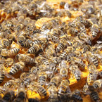 Chování včel je podobné jako u lidí