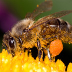 Včela i s pylovými váčky