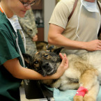 Očkování proti vzteklině je vždy lepší absolvovat u veterináře