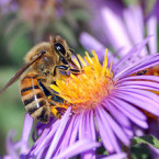 Včela medonosná při opylování