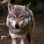 Velká skupina vlků bude eliminovat populaci kopytníků v Milovicích
