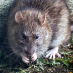 Krysy nesnáší pach octa a česneku