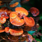 Reishi se také říká „královská houba“ a je již stovky let vyhledávanou a oblíbenou houbou především ve východní medicíně