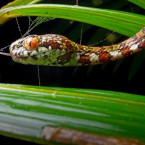 „DiCapriův“ had byl nalezen v džungli Chocó-Darién ve východní Panamě a je ze všech objevených druhů nejvzácnější