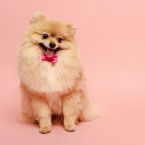 Jednou z "nejbohatších" psích celebrit je roztomilý JiffPom