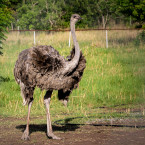 Živým terčem se v ukrajinské ZOO stalo i několik pštrosů