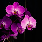 Orchideje je nutné pravidelně prořezávat
