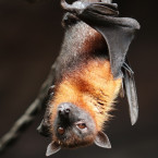 Typickou je pro netopýry jejich poloha hlavou dolů, v níž tráví většinu dne