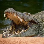Na dívku ve vodě zaútočil krokodýl