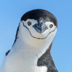 Tučňáci jsou dokonale přizpůsobeni potápění a lovu v hluboké vodě; kvůli tomuto přizpůsobení druhotně ztratili schopnost letu