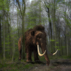 V době ledové mamuti obývali severní, střední i západní Evropu, Severní Ameriku a severní Asii