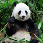 Pandy jsou v berlínské ZOO oblíbeným lákadlem