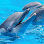 Delfín může dosáhnout rychlosti až 40 kilometrů za hodinu