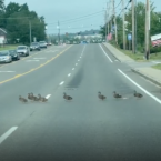 45 malých kachniček převáděla jejich maminka přes cestu
