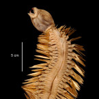 Eulagisca gigantea se svými vysunovacími čelistmi
