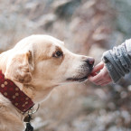 Pokud pejsek pozře větší množství čokolády či kofeinu, je důležité při prvních příznacích otravy vyhledat veterináře