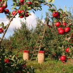 Jablka sbíráme obvykle podle jednotlivých odrůd 