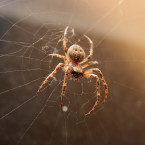 Zbavit se pavouků vám pomůže mimo jiné i mátový esenciální olej