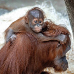 Kawi, nejmladší orangutan v Zoo Praha