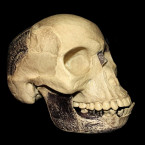 Údajný pozůstatek dosud neznámého pravěkého hominida byl ve skutečnosti lebkou středověkého člověka spojenou s orangutaní dolní čelistí a šimpanzím zubem, Piltdownský člověk se ukázal jako podvrh