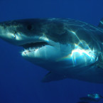 Desetimetrový žralok se podle vědců dožil padesáti let. V přírodě jsou ale i téměř dvojnásobně velcí... ilustrační foto