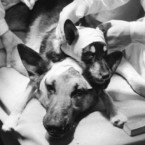 Vladimir Děmichov stvořil hned několik dvouhlavých psů. Ten nevytrvalejší přežil 29 dnů...