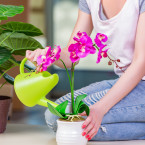 Mezi rostliny, které vám pomohou zabránit vzniku plísně, patří i orchideje