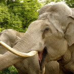 Rozšlapání slonem bylo nejčastější v Indii