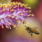 Včela za jednu sekundu mávne 180krát svými křídly