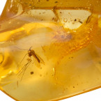 V jantaru se běžně zachová například hmyz, nález miniaturního dinosaura je však unikátní