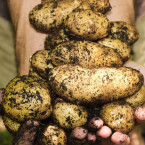Není brambor jako brambor. Biopotraviny vyrůstají zcela přirozeně bez vnější chemie