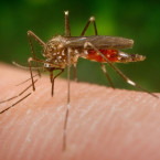 Aedes japonicus japonicus je pro člověka nebezpečný, u nás se může šířit velmi rychle