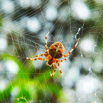 Noční můra každého arachnofobika - pavoučí déšť